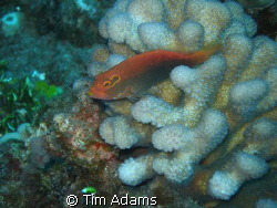 I shot this little beauty at Light House Reef off Lanai'i... by Tim Adams 